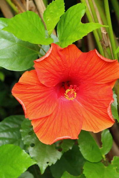 Flor de hibisco em belo na natureza — Fotografia de Stock