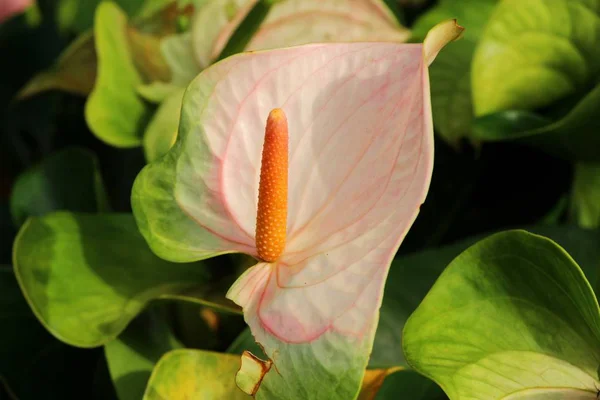 Plamenný květ v krásné přírodě — Stock fotografie