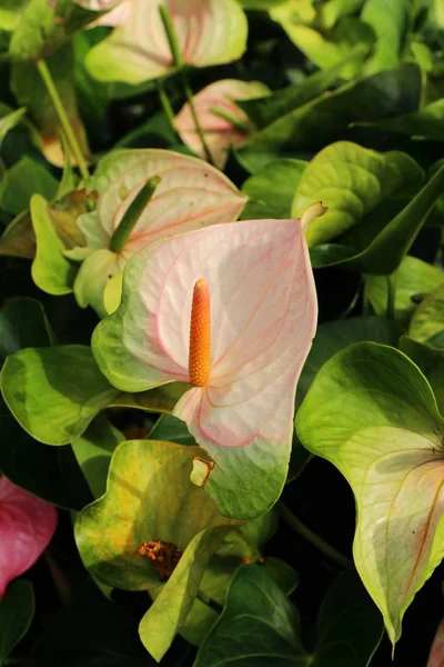 Flamingo çiçeği doğada güzeldir.