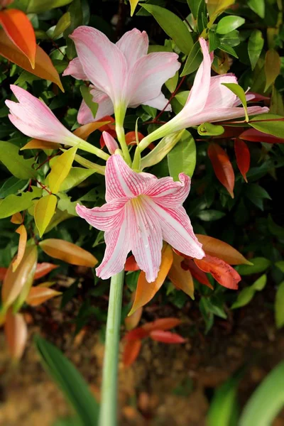 Květina Amarylis v krásné v přírodě — Stock fotografie