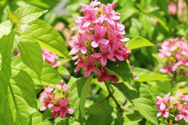 Pembe Çiçek bahçesinde güzelliktir