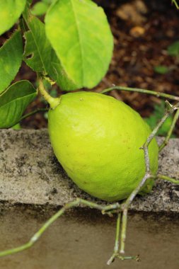 Limon bahçesinde ağaç üzerinde