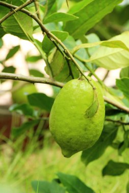 Limon bahçesinde ağaç üzerinde