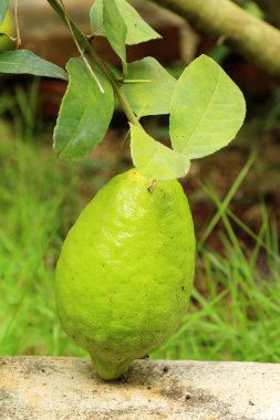 Limon bahçesinde ağaç üzerinde