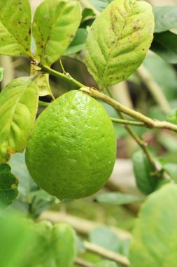 Limon bahçesinde ağaç üzerinde