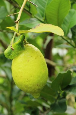 Limon bahçesinde ağaç üzerinde