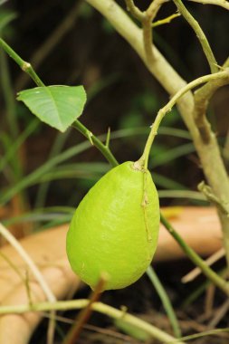 Limon bahçesinde ağaç üzerinde