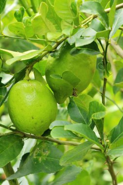 Limon bahçesinde ağaç üzerinde