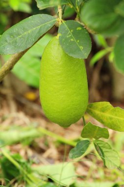 Limon bahçesinde ağaç üzerinde