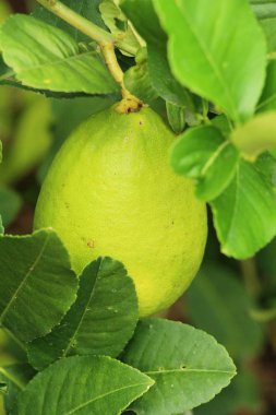 Limon bahçesinde ağaç üzerinde