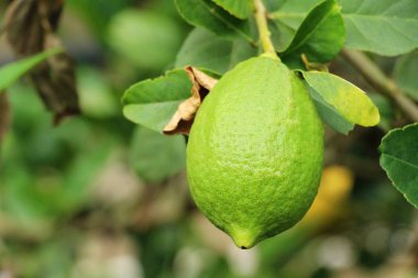 Limon bahçesinde ağaç üzerinde
