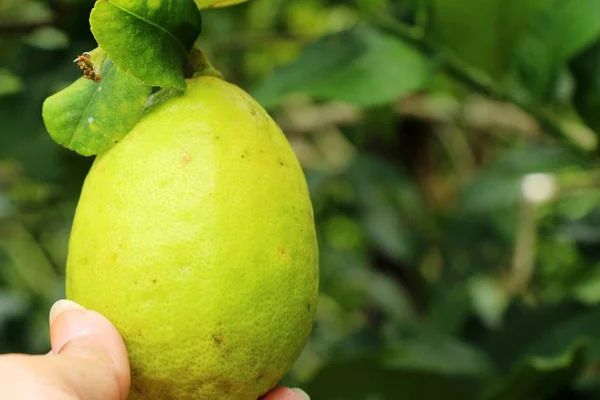 Lemon on the tree in the garden — Stock Photo, Image