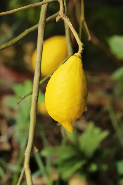 Limón en el árbol en el jardín — Foto de Stock