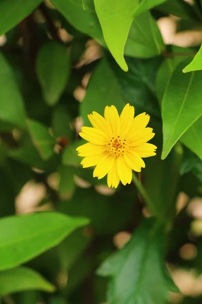 Singapur flor del día hermosa en la naturaleza — Foto de Stock