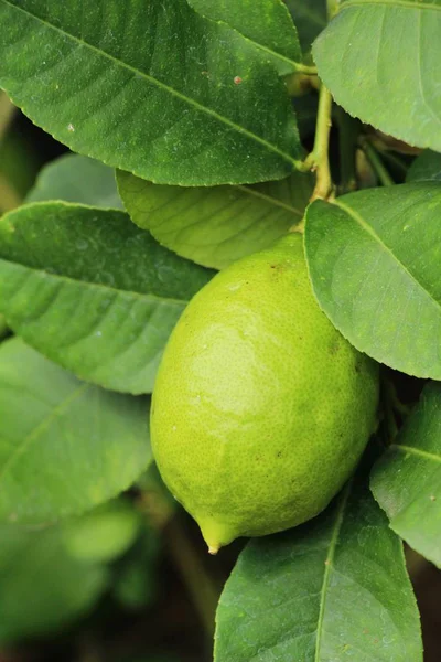 Limon bahçesinde ağaç üzerinde