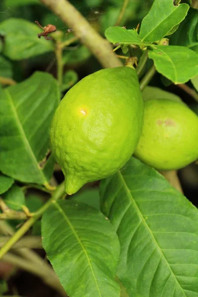 Limon bahçesinde ağaç üzerinde