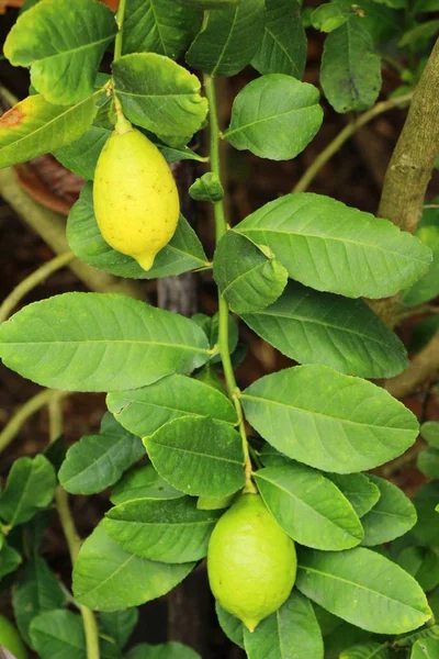 Limon bahçesinde ağaç üzerinde