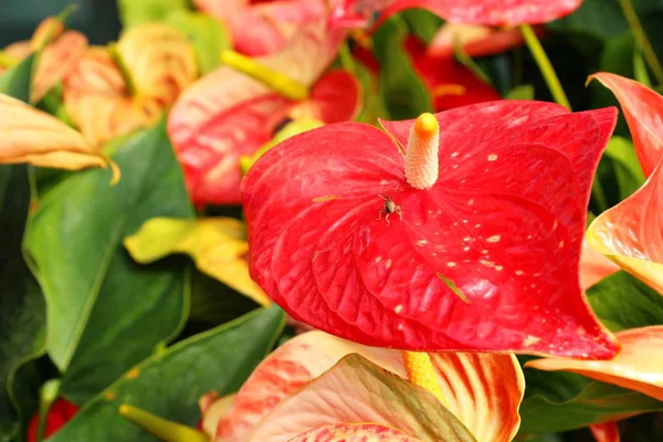 Flamingo bloem op mooi in de natuur — Stockfoto