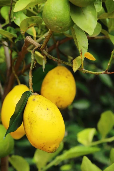 Limone sull'albero in giardino — Foto Stock