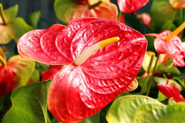 Flamingo flor em bonito na natureza — Fotografia de Stock