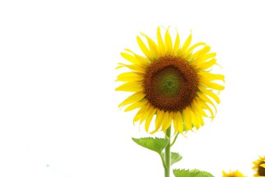 Ayçiçeği alan güzel Bahçe