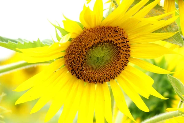 Sonnenblumenfeld schön im Garten — Stockfoto