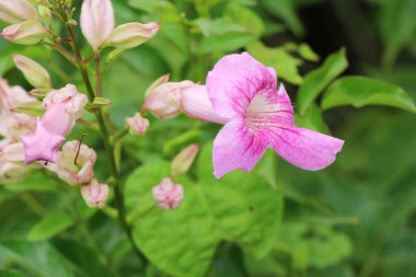 Pembe Çiçek bahçesinde güzelliktir