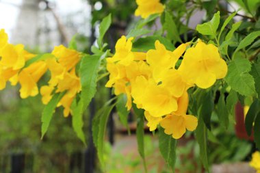 Sarı çiçek bahçesinde güzelliktir