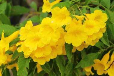 Sarı çiçek bahçesinde güzelliktir