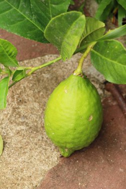 Limon bahçesinde ağaç üzerinde