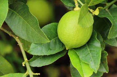 Limon bahçesinde ağaç üzerinde