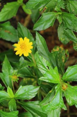 Singapur dailsy çiçek doğada güzel