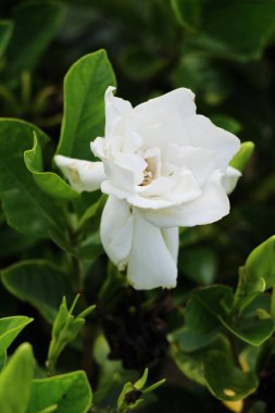 Beyaz çiçek bahçesinde güzelliktir