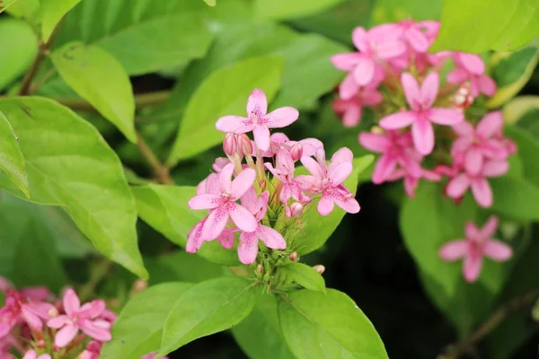 Rosa blomma är skönhet i trädgården — Stockfoto