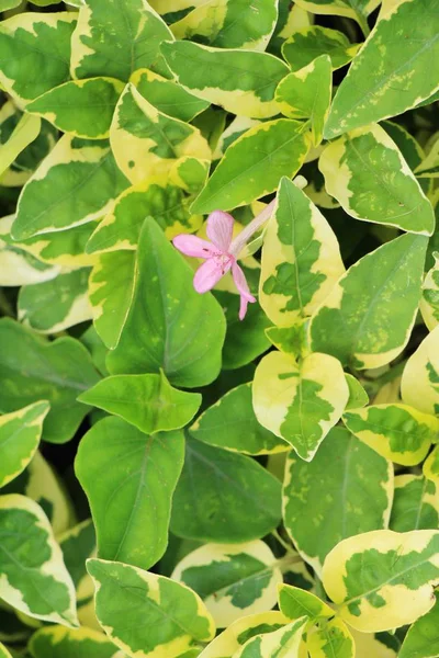 La flor rosa es belleza en el jardín — Foto de Stock