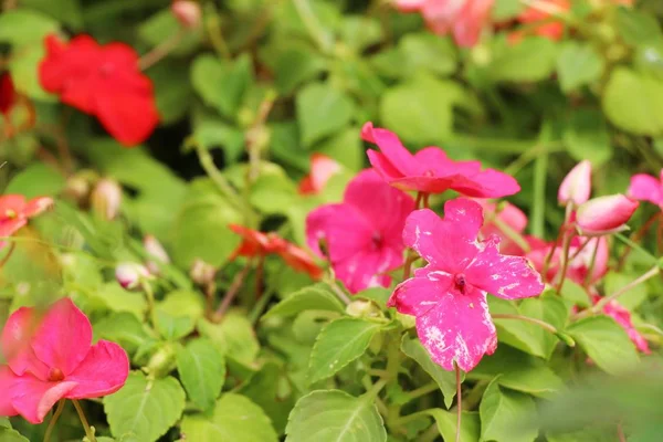 La flor rosa es belleza en el jardín — Foto de Stock