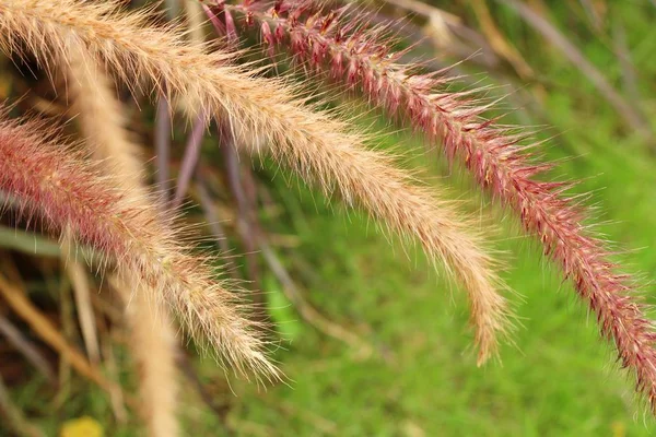 Las flores de hierba a la belleza en la naturaleza — Foto de Stock