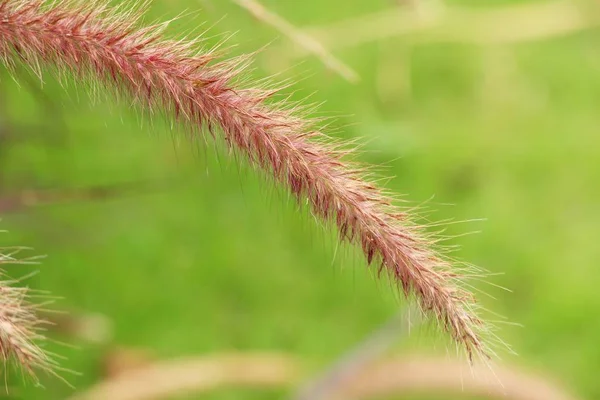 Grasblumen an Schönheit in der Natur — Stockfoto