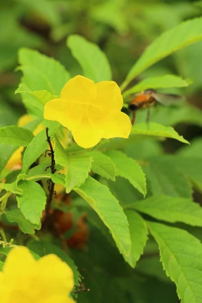 Fiore giallo è bellezza in giardino — Foto Stock