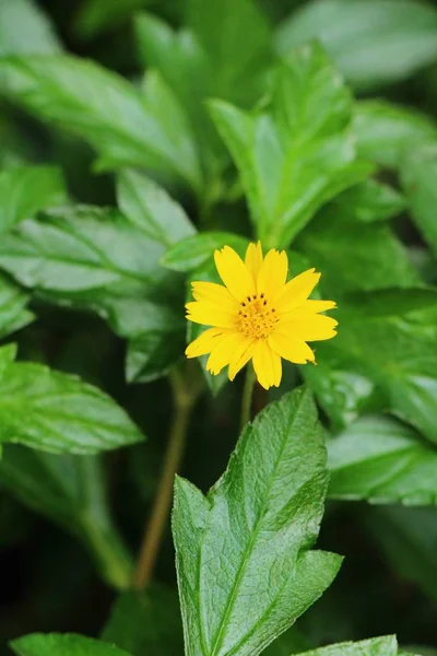 Singapore dailsy Blume schön in der Natur — Stockfoto