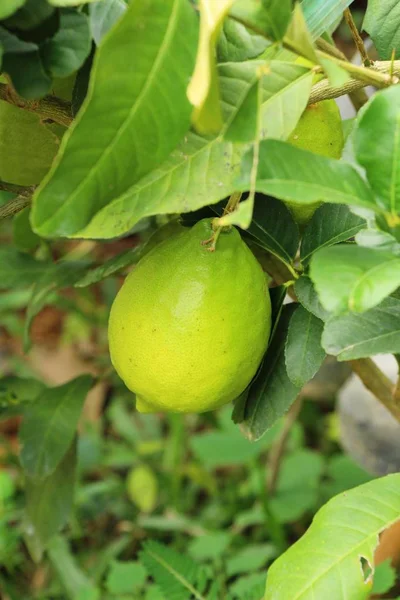 Lemon on the tree in the garden — Stock Photo, Image
