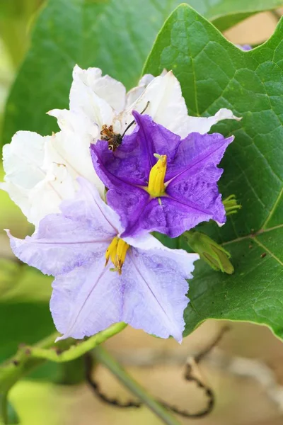 Bella fioritura fiori colorati in giardino — Foto Stock