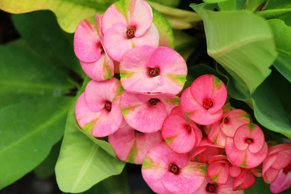 Atatürk milli doğada dikenli taç