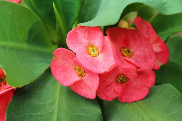 Euphorbia milli korunu z trní v přírodě — Stock fotografie