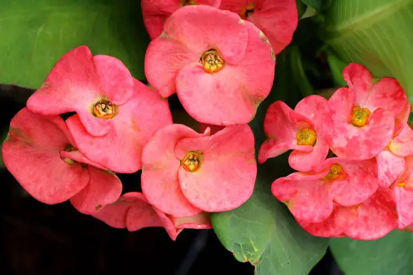 Euphorbia milli Dornenkrone in der Natur — Stockfoto