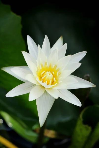 Vackra lotus i dammen med naturen — Stockfoto