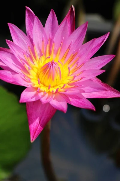 Mooie lotus in de vijver met de natuur — Stockfoto