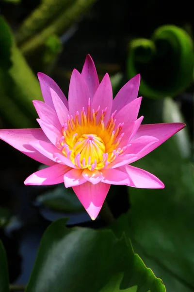 Vackra lotus i dammen med naturen — Stockfoto