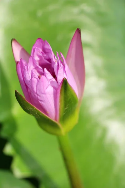 Bellissimo loto nello stagno con la natura — Foto Stock