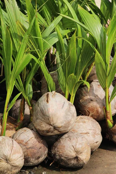 Broto de coco para plantio no jardim — Fotografia de Stock